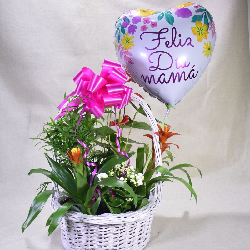 Cesta M de plantas » Especial día de las Madres»