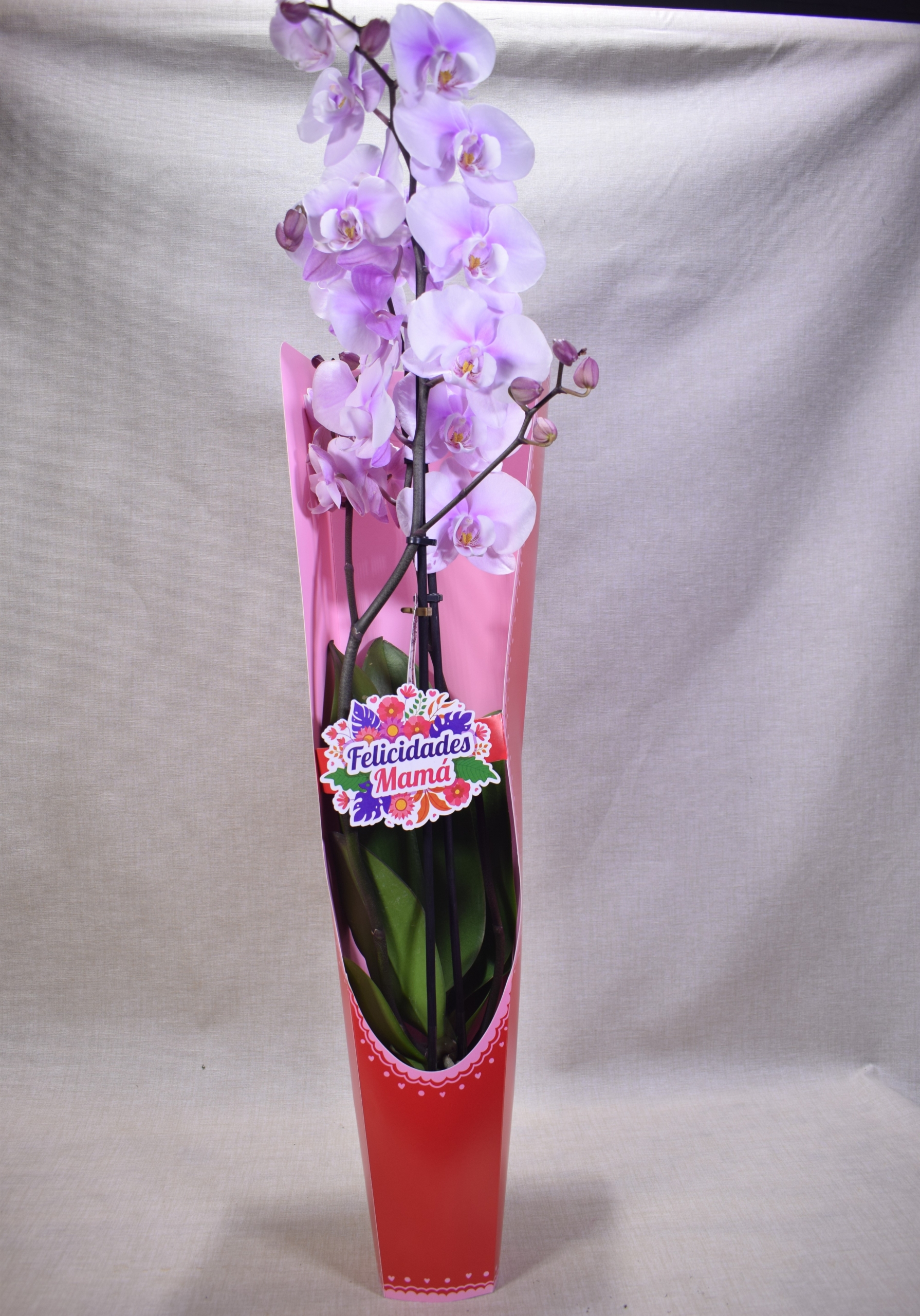 Orquídea para mamá